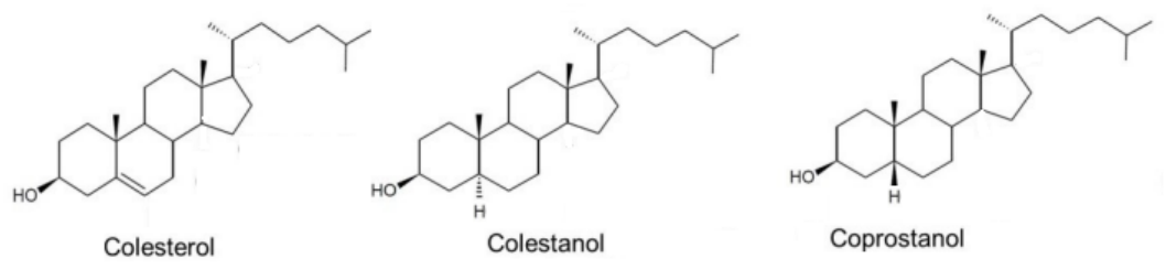 Fórmulas estruturais do colesterol, do colestanol e do coprostanol, esteróis com núcleo de quatro anéis fundidos, grupo OH no anel A e cadeia lateral ramificada.