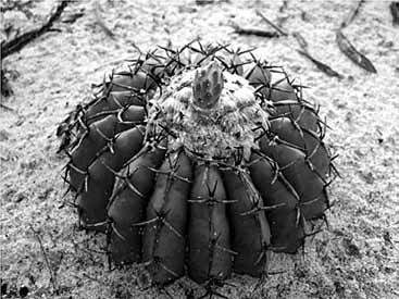 Fotografia em preto e branco de um cacto globoso da espécie Discocactus placentiformis sobre solo arenoso.