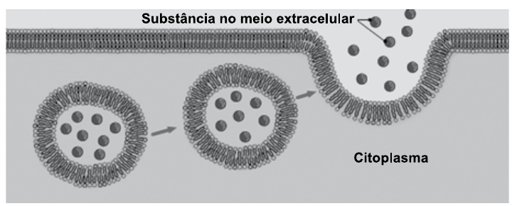 Ilustração de vesículas com partículas no citoplasma que se aproximam da membrana plasmática, fundem-se a ela e liberam seu conteúdo; rótulos “Substância no meio extracelular” e “Citoplasma”.