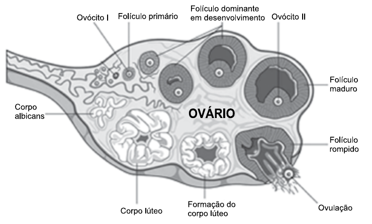 Ilustração de um corte do ovário com as etapas: ovócito I, folículo primário, folículo dominante em desenvolvimento, ovócito II, folículo maduro, folículo rompido, ovulação, formação do corpo lúteo, corpo lúteo e corpo albicans.