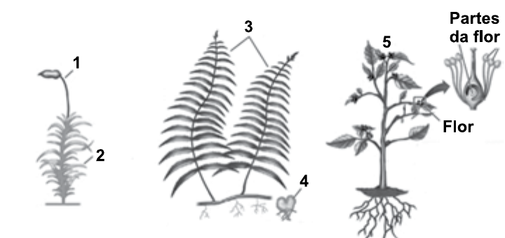 Ilustração de três tipos de plantas com números: 1 e 2 em um musgo (1 na estrutura alongada superior, 2 na parte folhosa inferior); 3 nas folhas grandes de uma samambaia e 4 em uma pequena estrutura junto à base; 5 em uma planta com flores, com o destaque “Partes da flor” e o rótulo “Flor”.