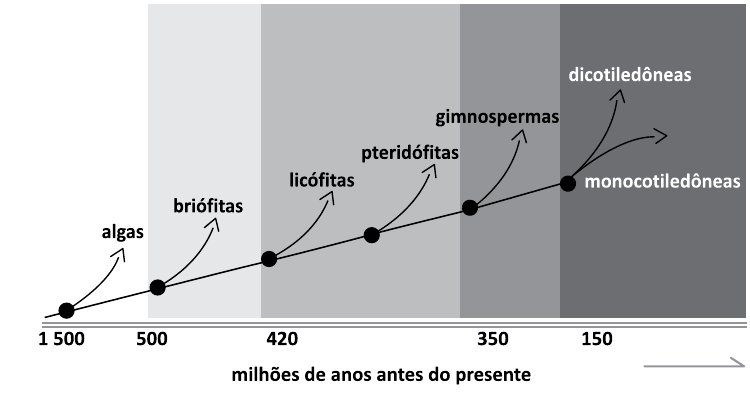 Linha do tempo evolutiva das plantas, em milhões de anos antes do presente (1 500, 500, 420, 350, 150), com ramificações sucessivas para algas, briófitas, licófitas, pteridófitas, gimnospermas, dicotiledôneas e monocotiledôneas.