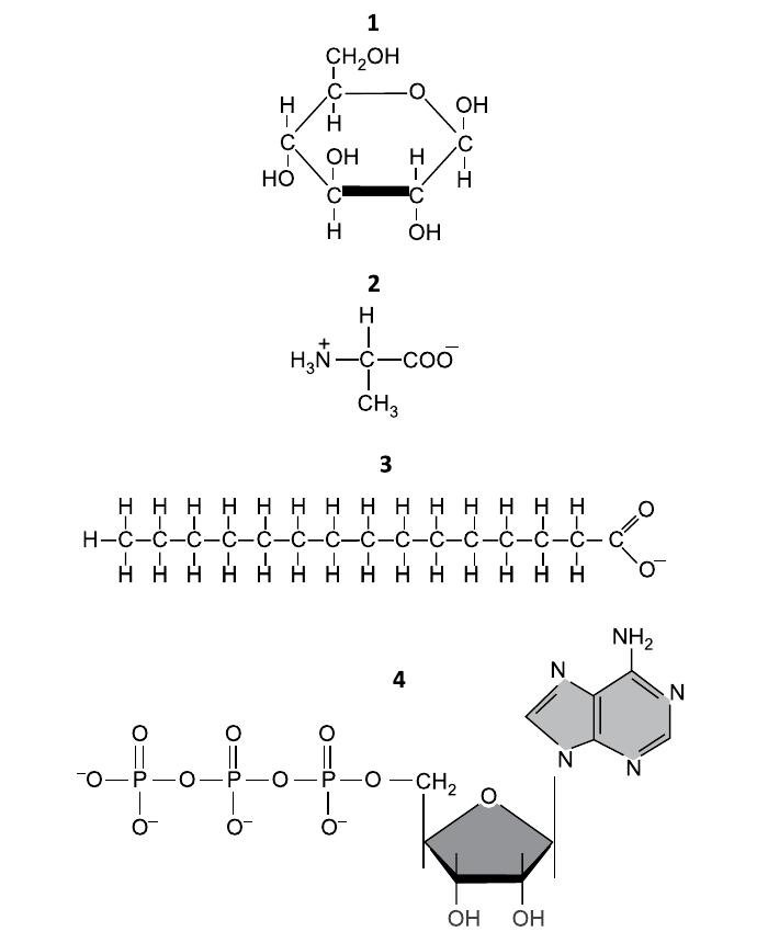 Quatro fórmulas estruturais numeradas: 1, fórmula em anel com grupos CH2OH, OH e H; 2, fórmula com H3N+ ligado a um carbono que se liga a H, CH3 e COO−; 3, longa cadeia de carbonos ligados a hidrogênios, terminada em grupo com O e O−; 4, fórmula com três grupos fosfato ligados em sequência a um CH2, a um anel de cinco membros com dois OH e a uma base nitrogenada com NH2.