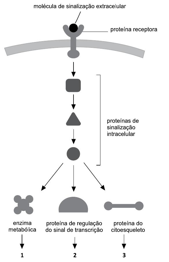 Esquema de sinalização celular: molécula de sinalização extracelular liga-se a uma proteína receptora na membrana; setas levam a três proteínas de sinalização intracelular em sequência e depois a três proteínas efetoras — enzima metabólica (seta para 1), proteína de regulação do sinal de transcrição (seta para 2) e proteína do citoesqueleto (seta para 3).