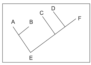 Cladograma com E na raiz, na parte de baixo: A e B formam um grupo; C, D e F se ligam em sequência ao longo do eixo principal, com F na extremidade.