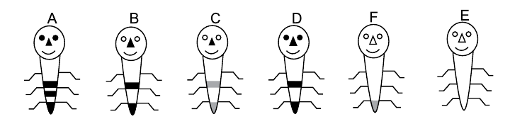 Seis seres fictícios rotulados A, B, C, D, F e E, cada um com cabeça redonda e corpo alongado com patas. A, B e D têm olhos e nariz pretos; C tem olhos vazados e nariz preto; F e E têm olhos e nariz vazados. A tem duas faixas pretas no corpo e ponta preta; B e D têm uma faixa preta e ponta preta; C tem uma faixa cinza e ponta cinza; F tem só a ponta cinza; E não tem faixas nem ponta colorida.