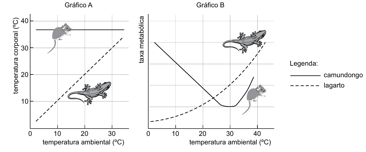 Dois gráficos. Gráfico A: temperatura corporal (°C) em função da temperatura ambiental (°C) de 0 a 35; o camundongo (linha contínua) mantém cerca de 37 °C constante, e o lagarto (linha tracejada) tem temperatura corporal que sobe acompanhando a ambiental. Gráfico B: taxa metabólica em função da temperatura ambiental de 0 a 40 °C; a do camundongo (contínua) cai à medida que a temperatura ambiental sobe até cerca de 30 °C e depois volta a subir; a do lagarto (tracejada) aumenta com a temperatura ambiental. Legenda: linha contínua, camundongo; linha tracejada, lagarto.