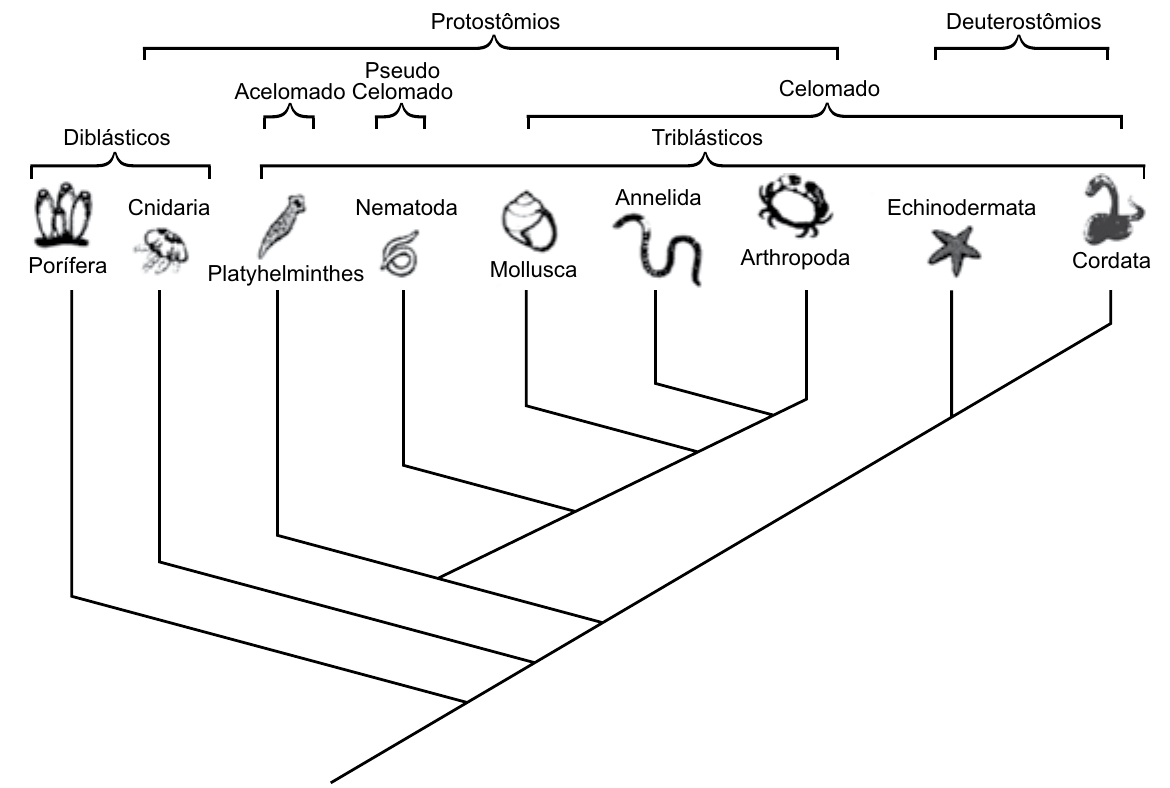 Cladograma de metazoários com os grupos Porífera, Cnidaria, Platyhelminthes, Nematoda, Mollusca, Annelida, Arthropoda, Echinodermata e Cordata. Chaves indicam: Diblásticos (Porífera e Cnidaria); Triblásticos (de Platyhelminthes a Cordata); Acelomado (Platyhelminthes); Pseudo Celomado (Nematoda); Celomado (de Mollusca a Cordata); Protostômios (de Platyhelminthes a Arthropoda); Deuterostômios (Echinodermata e Cordata). Pelas ramificações, Porífera separa-se primeiro, depois Cnidaria; em seguida o ramo dos deuterostômios (Echinodermata e Cordata) separa-se do dos protostômios, dentro do qual Platyhelminthes, Nematoda, Mollusca, Annelida e Arthropoda se ramificam em sequência.