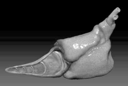 Imagem de tomografia em tons de cinza do coração fossilizado de um peixe, com estruturas tubulares e cônicas sobre fundo escuro.