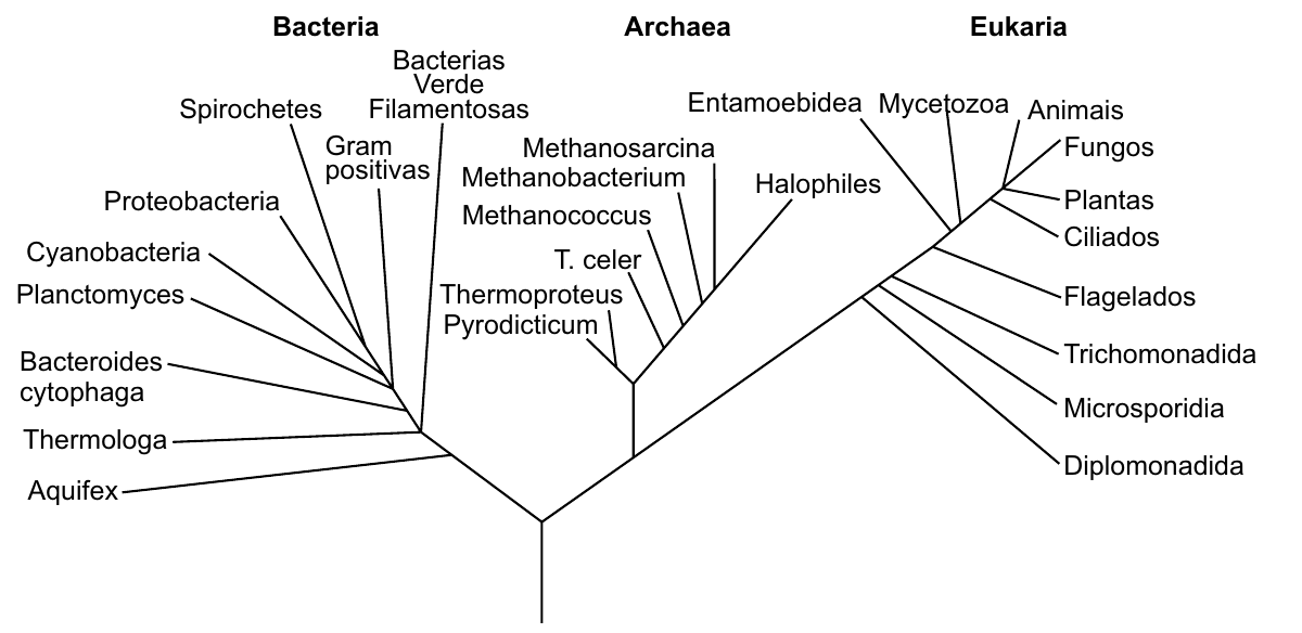 Árvore filogenética universal com três domínios. Bacteria: Aquifex, Thermologa, Bacteroides cytophaga, Planctomyces, Cyanobacteria, Proteobacteria, Spirochetes, Gram positivas, Bacterias Verde Filamentosas. Archaea: Pyrodicticum, Thermoproteus, T. celer, Methanococcus, Methanobacterium, Methanosarcina, Halophiles. Eukaria: Entamoebidea, Mycetozoa, Animais, Fungos, Plantas, Ciliados, Flagelados, Trichomonadida, Microsporidia, Diplomonadida.