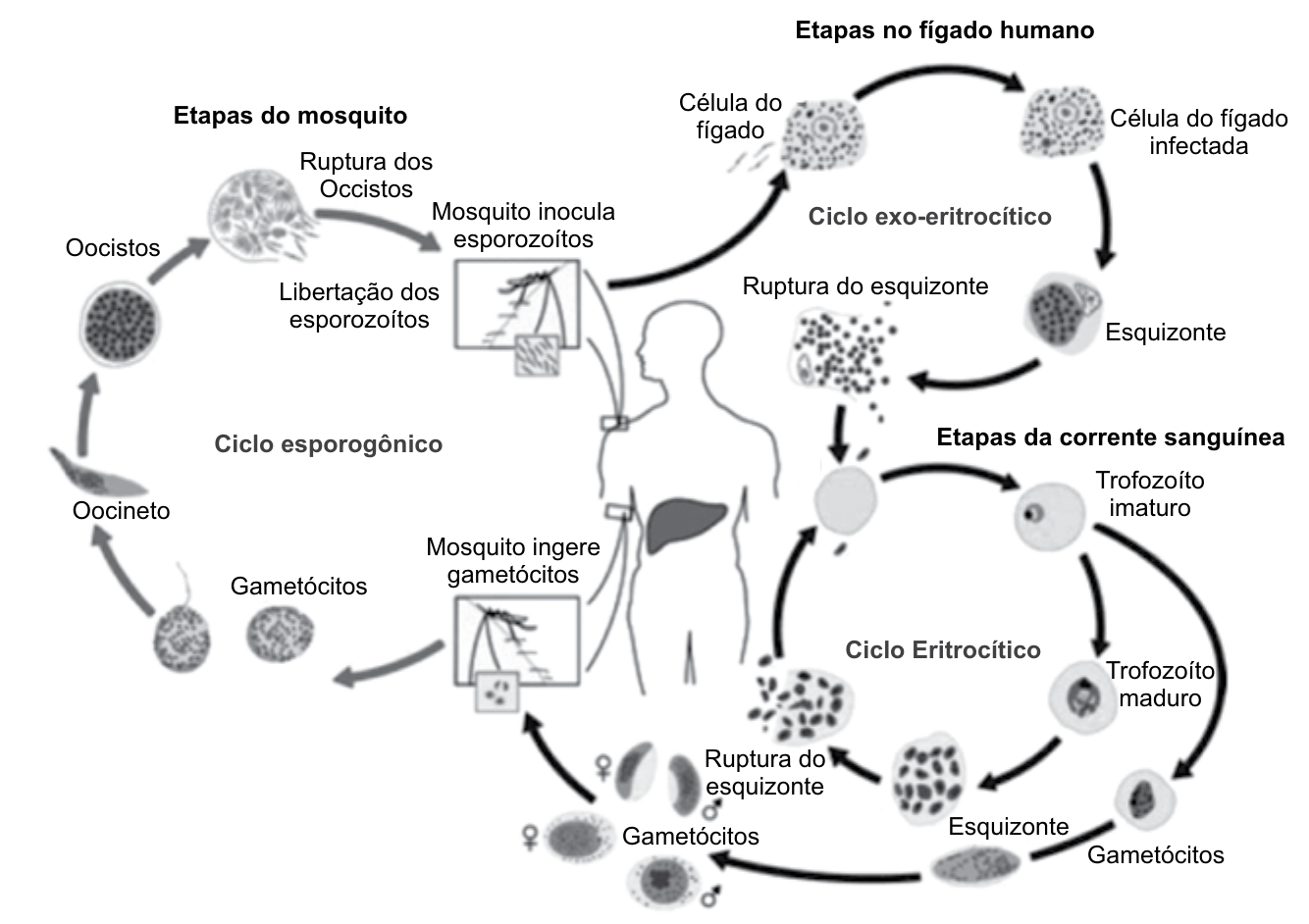 Ciclo de vida do Plasmodium. Etapas no fígado humano: célula do fígado, célula do fígado infectada, esquizonte, ruptura do esquizonte (ciclo exo-eritrocítico). Etapas da corrente sanguínea: trofozoíto imaturo, trofozoíto maduro, esquizonte, ruptura do esquizonte, gametócitos (ciclo eritrocítico). Etapas do mosquito: mosquito ingere gametócitos, gametócitos, oocineto, oocistos, ruptura dos oocistos, libertação dos esporozoítos, mosquito inocula esporozoítos (ciclo esporogônico).