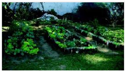 Fotografia de uma horta com canteiros de hortaliças.