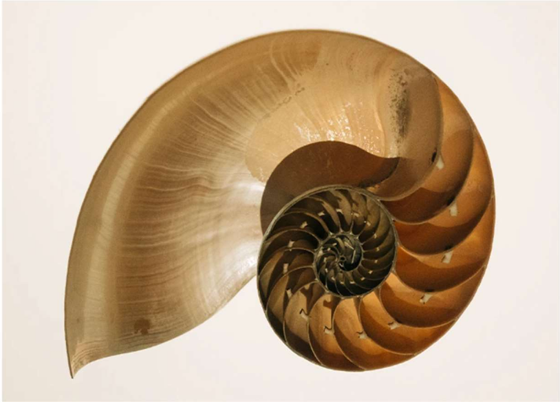 Fotografia de uma concha de náutilo cortada ao meio, mostrando as câmaras internas dispostas em espiral.