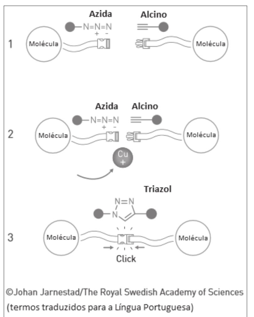 Esquema em 3 etapas: 1) molécula com grupo azida (–N=N⁺=N⁻) e molécula com alcino (tripla ligação); 2) aproximação dos grupos azida e alcino com catalisador Cu⁺; 3) formação do anel triazol unindo as duas moléculas (“Click”). Crédito: ©Johan Jarnestad/The Royal Swedish Academy of Sciences (termos traduzidos para a Língua Portuguesa).