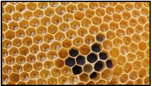 Fotografia aproximada de um favo de mel: muitos alvéolos hexagonais lado a lado, de cor alaranjada, alguns escuros no centro da imagem.