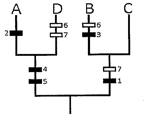 Cladograma com os terminais A, D, B e C. O ramo que une A e D tem barras pretas 4 e 5; A tem barra preta 2; D tem barras brancas 6 e 7. O ramo que une B e C tem barra branca 7 e barra preta 1; B tem barra branca 6 e barra preta 3; C não tem marcas.