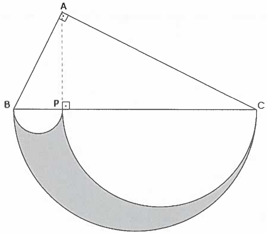 Triângulo ABC retângulo em A, com hipotenusa BC horizontal e altura tracejada AP (P sobre BC, com marca de ângulo reto). Abaixo de BC, semicírculo de diâmetro BC e, dentro dele, dois semicírculos menores de diâmetros BP e PC. A região cinza fica dentro do semicírculo maior e fora dos dois menores.