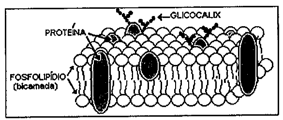 Esquema da membrana plasmática: bicamada de fosfolipídios com proteínas inseridas e glicocálix na face externa, com os rótulos PROTEÍNA, GLICOCÁLIX e FOSFOLIPÍDIO (bicamada).