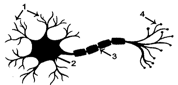 Ilustração de um neurônio com setas numeradas: 1 nas ramificações do corpo celular, 2 no corpo celular, 3 no axônio com segmentos de bainha e 4 nas ramificações terminais.