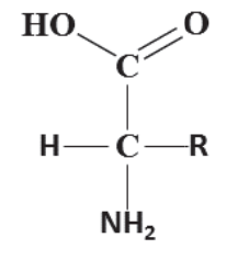 Fórmula estrutural genérica de um α-aminoácido: carbono-α ligado a H, ao grupo R, ao grupo NH2 e ao grupo carboxílico C(=O)OH (HO–C=O).