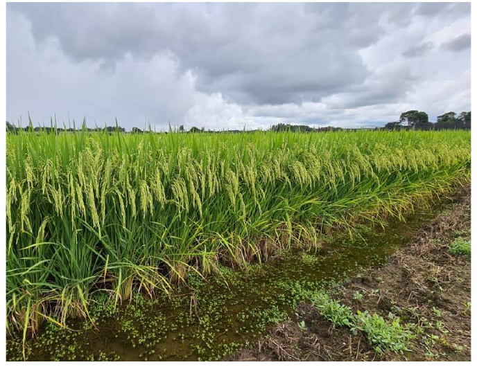 Fotografia de uma plantação com fileiras de plantas verdes com espigas, ao lado de uma valeta com água, sob céu nublado.