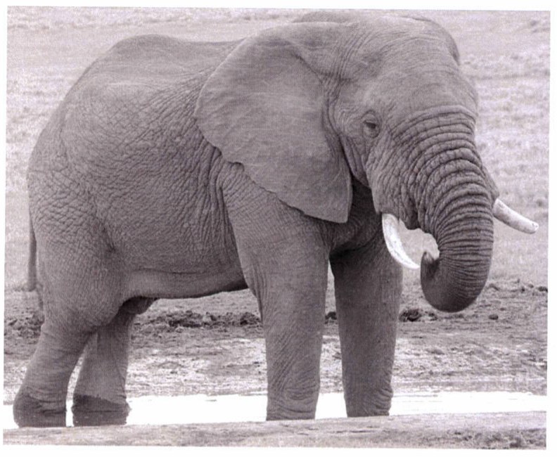 Fotografia de um elefante africano em pé, com as presas de marfim visíveis.