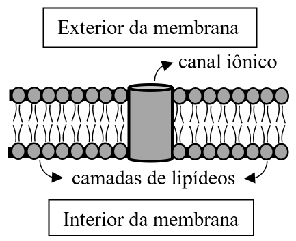 Esquema da membrana: duas camadas de lipídeos entre o “Exterior da membrana” (acima) e o “Interior da membrana” (abaixo), atravessadas por um cilindro indicado como “canal iônico”.