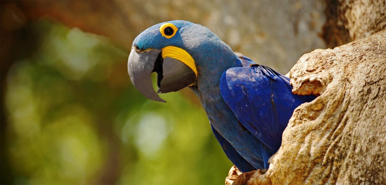 Fotografia de uma arara-azul, de penas azuis e anel amarelo ao redor do olho e na base do bico, saindo do oco de um tronco de árvore.