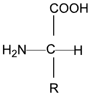 Fórmula estrutural: carbono central ligado a COOH (acima), H₂N (à esquerda), H (à direita) e R (abaixo).