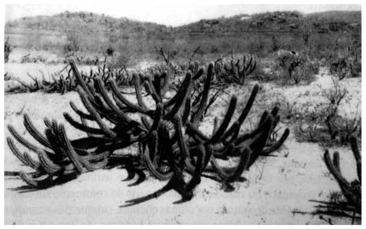Fotografia em preto e branco de uma touceira de cactos colunares de muitos braços sobre solo claro e arenoso, com outros arbustos e morros baixos ao fundo.