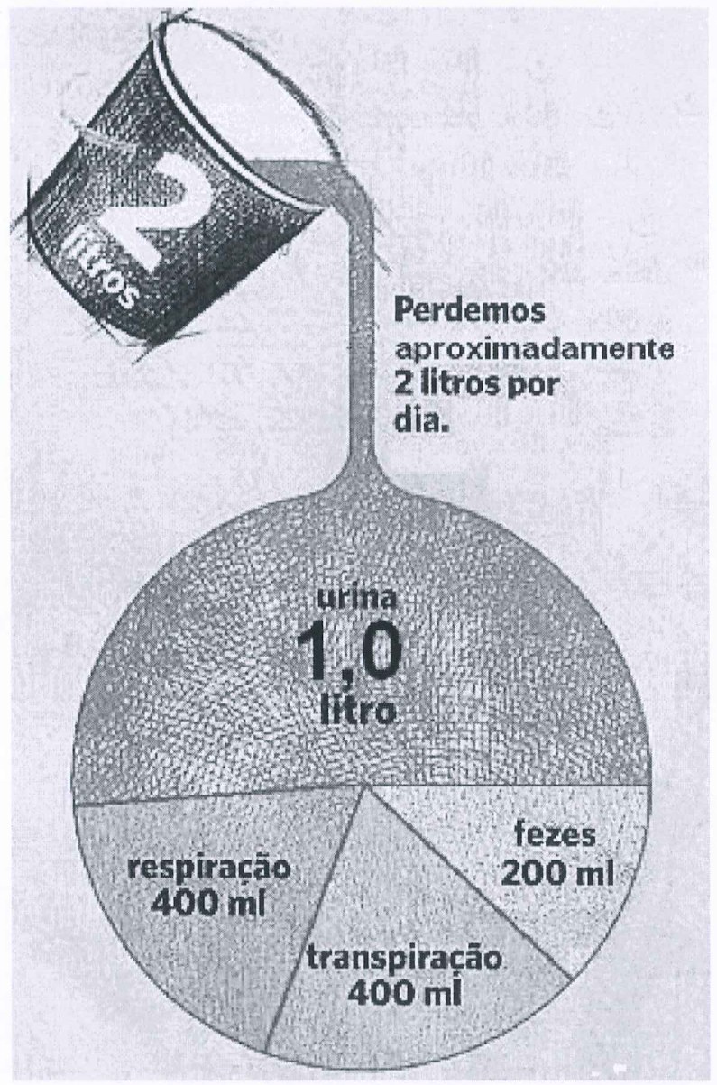 Infográfico: um balde com a inscrição "2 litros" despeja água em um gráfico circular, com o texto "Perdemos aproximadamente 2 litros por dia". O círculo está dividido em: urina 1,0 litro (metade superior), respiração 400 ml, transpiração 400 ml e fezes 200 ml.