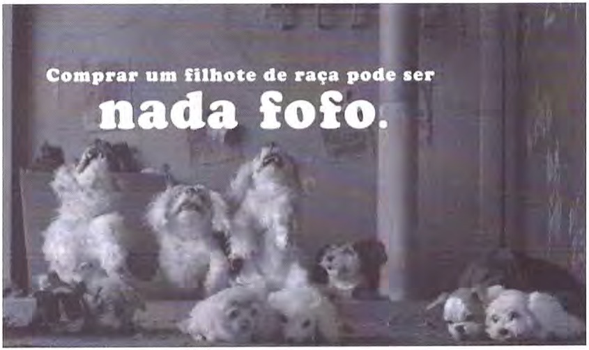 Imagem da campanha: vários cãezinhos de pelúcia de pelo claro em um ambiente escuro e sujo, alguns olhando para cima e outros deitados no chão, com o texto "Comprar um filhote de raça pode ser nada fofo."