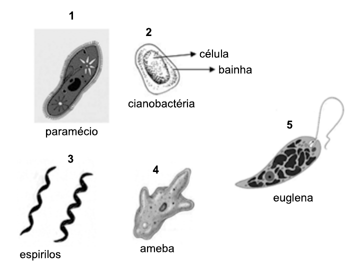 Desenhos de cinco microrganismos numerados: 1, paramécio (célula alongada com cílios); 2, cianobactéria, com setas indicando “célula” e “bainha”; 3, espirilos (dois filamentos espiralados); 4, ameba (célula de contorno irregular com pseudópodes); 5, euglena (célula alongada com flagelo e manchas escuras no citoplasma).