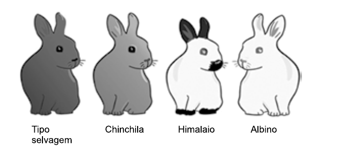 Desenho de quatro coelhos lado a lado, com as legendas: Tipo selvagem (pelagem cinza-escura uniforme), Chinchila (pelagem cinza mais clara), Himalaio (corpo branco com orelhas, focinho e patas pretos) e Albino (inteiramente branco).