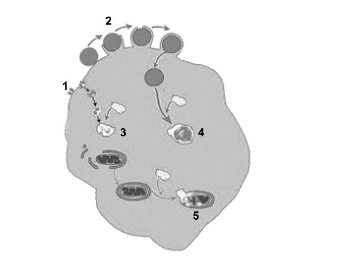 Desenho de uma célula com processos de digestão celular numerados: 1, pequenas partículas entrando pela membrana em pequenas vesículas que se fundem a uma vesícula maior (3); 2, partículas grandes sendo englobadas por projeções da membrana na parte superior; 4, vesícula com material englobado fundida a outra vesícula; 5, vesícula envolvendo uma mitocôndria, junto à qual chega uma pequena vesícula.