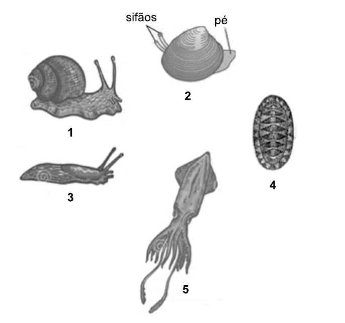 Desenhos de cinco moluscos numerados: 1, caracol com concha espiralada; 2, animal com concha de duas valvas, com indicação de “sifões” e “pé”; 3, lesma sem concha aparente; 4, animal ovalado com placas dorsais sobrepostas; 5, lula com tentáculos.