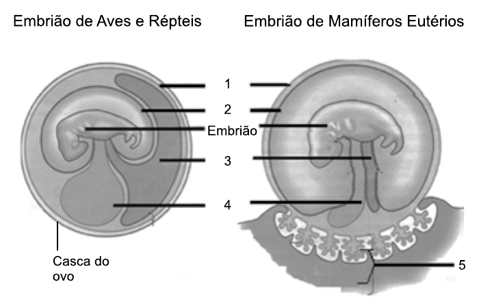 Dois desenhos em corte. À esquerda, “Embrião de Aves e Répteis”, com a indicação “Casca do ovo”; à direita, “Embrião de Mamíferos Eutérios”, ligado ao tecido materno. Linhas numeradas apontam as mesmas estruturas nos dois desenhos: 1, membrana mais externa; 2, membrana que envolve o embrião; “Embrião”; 3, estrutura ligada ao ventre do embrião; 4, bolsa na parte inferior; 5 (só nos mamíferos), região de contato com o tecido materno.