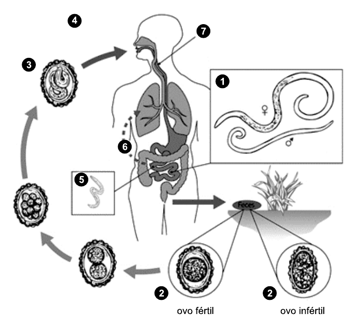 Ciclo de vida de um verme em desenho com números em círculos pretos: 1, vermes adultos feminino (♀) e masculino (♂) no intestino; 2, ovo fértil e ovo infértil nas fezes, no solo; ovos com embrião em desenvolvimento e com larva (3); 4, ingestão (seta em direção à boca de uma figura humana); 5, larva no intestino; 6, pulmões; 7, traqueia/faringe. Setas indicam a sequência do ciclo.