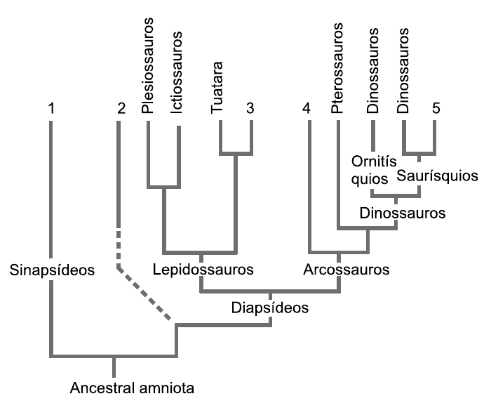 Cladograma da filogenia dos amniotas a partir do “Ancestral amniota”. Ramo Sinapsídeos leva a 1. Ramo tracejado leva a 2. Diapsídeos dividem-se em Lepidossauros (Plesiossauros, Ictiossauros, Tuatara e 3) e Arcossauros (4, Pterossauros e Dinossauros, estes divididos em Ornitísquios — Dinossauros — e Saurísquios — Dinossauros e 5).