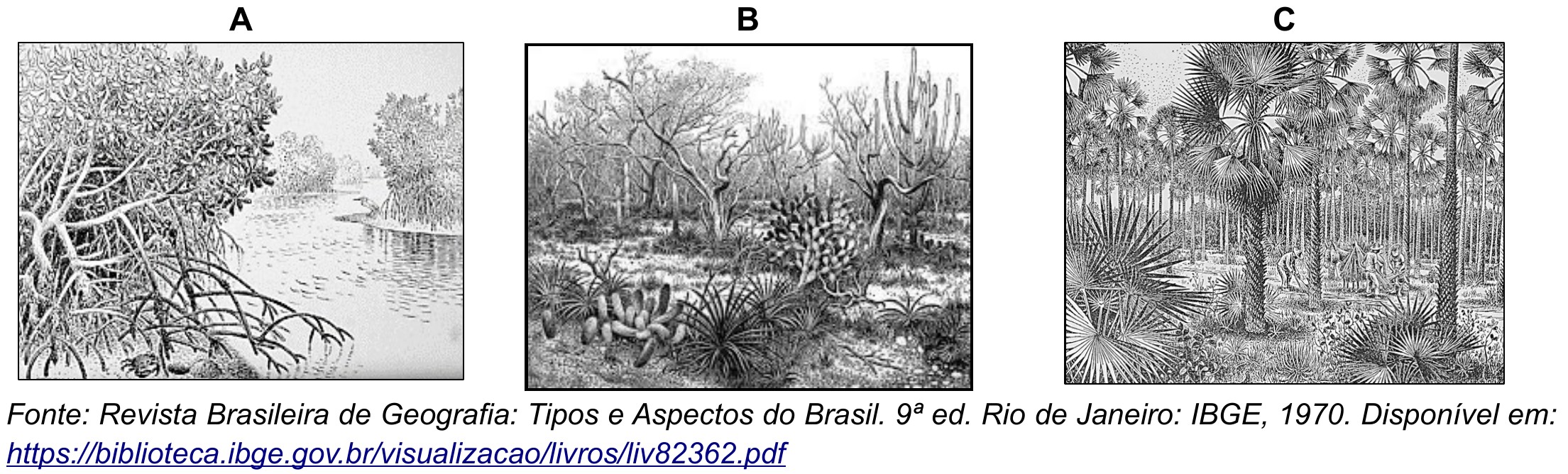 Três ilustrações de Percy Lau identificadas como A (vegetação de raízes aéreas à beira d’água), B (vegetação de arbustos retorcidos e cactos) e C (bosque de palmeiras).