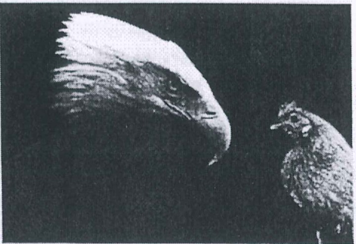 Fotografia em preto e branco: cabeça de uma águia, à esquerda, voltada para uma galinha pequena, à direita, sobre fundo escuro.