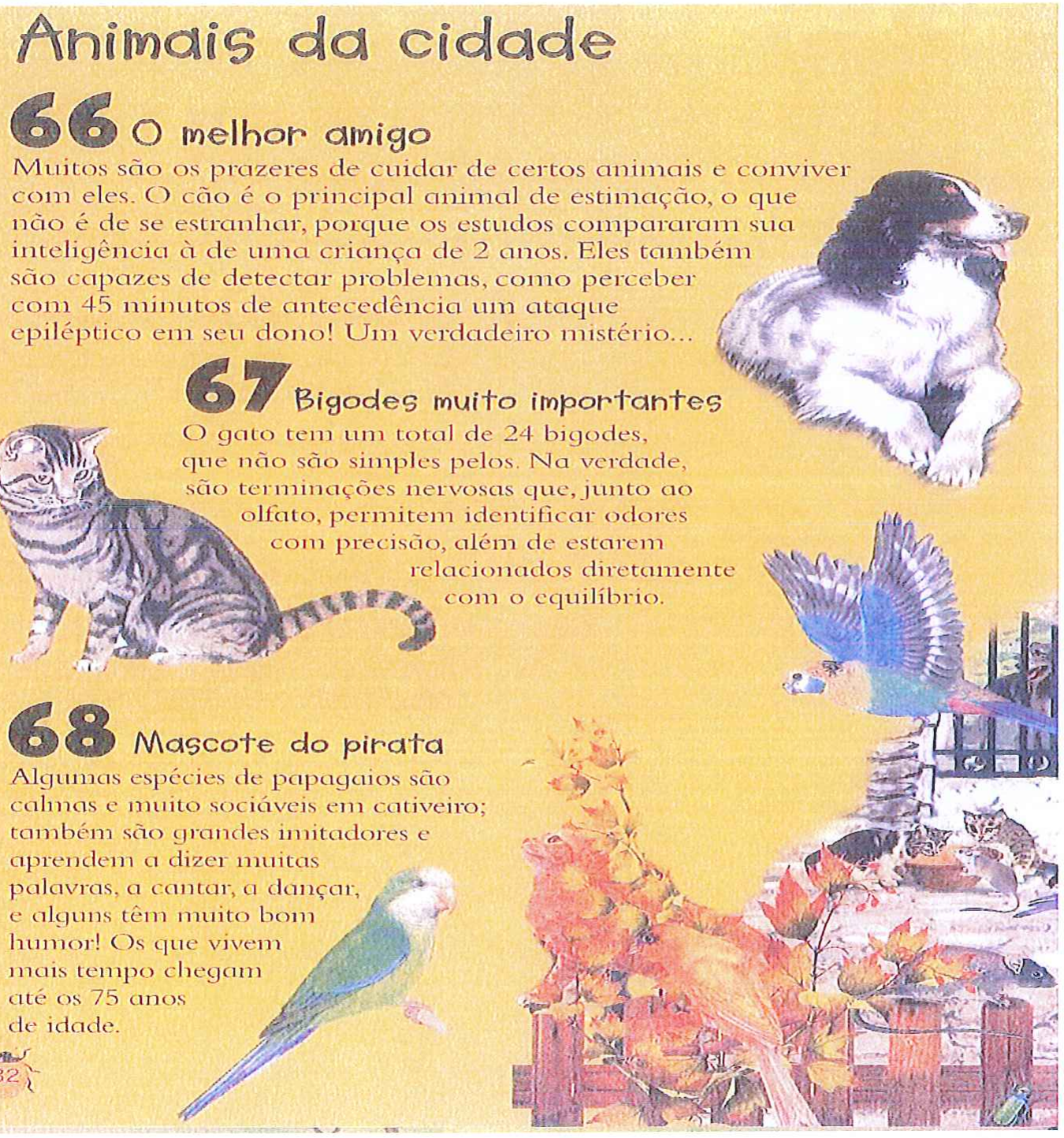 Página ilustrada “Animais da cidade”, parte 1. 66 O melhor amigo: Muitos são os prazeres de cuidar de certos animais e conviver com eles. O cão é o principal animal de estimação, o que não é de se estranhar, porque os estudos compararam sua inteligência à de uma criança de 2 anos. Eles também são capazes de detectar problemas, como perceber com 45 minutos de antecedência um ataque epiléptico em seu dono! Um verdadeiro mistério... 67 Bigodes muito importantes: O gato tem um total de 24 bigodes, que não são simples pelos. Na verdade, são terminações nervosas que, junto ao olfato, permitem identificar odores com precisão, além de estarem relacionados diretamente com o equilíbrio. 68 Mascote do pirata: Algumas espécies de papagaios são calmas e muito sociáveis em cativeiro; também são grandes imitadores e aprendem a dizer muitas palavras, a cantar, a dançar, e alguns têm muito bom humor! Os que vivem mais tempo chegam até os 75 anos de idade. Ilustrações de cão, gato e aves.