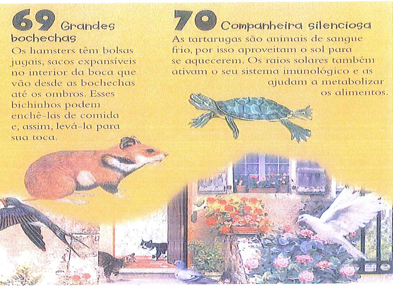 Página ilustrada “Animais da cidade”, parte 2. 69 Grandes bochechas: Os hamsters têm bolsas jugais, sacos expansíveis no interior da boca que vão desde as bochechas até os ombros. Esses bichinhos podem enchê-las de comida e, assim, levá-la para sua toca. 70 Companheira silenciosa: As tartarugas são animais de sangue frio, por isso aproveitam o sol para se aquecerem. Os raios solares também ativam o seu sistema imunológico e as ajudam a metabolizar os alimentos. Ilustrações de hamster, tartaruga, aves e gatos.
