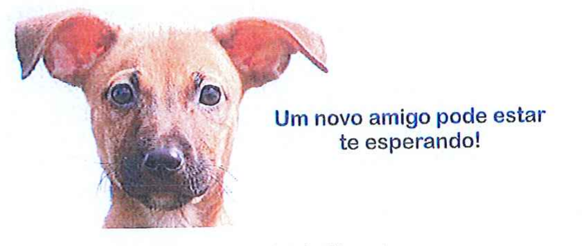Filhote de cachorro vira-lata com a frase “Um novo amigo pode estar te esperando!”.
