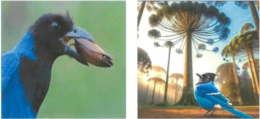 Duas imagens: à esquerda, uma gralha-azul de perfil com um pinhão no bico; à direita, uma gralha-azul no chão de uma floresta de araucárias.