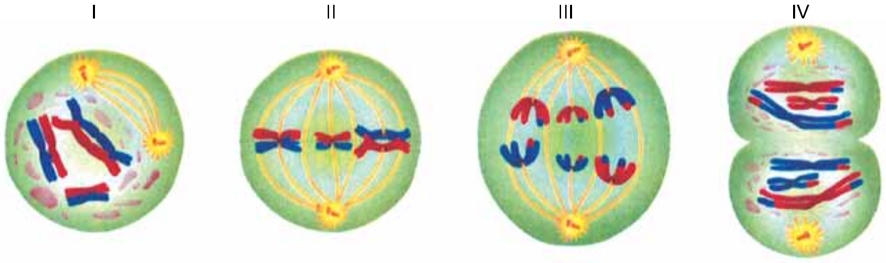 Quatro ilustrações de células em divisão, identificadas por I, II, III e IV. I: célula com cromossomos duplicados (pares de cromossomos vermelhos e azuis) dispersos e fuso em formação a partir de dois centríolos. II: três pares de cromossomos homólogos pareados alinhados no equador da célula, presos às fibras do fuso. III: cromossomos sendo puxados para os polos opostos, em dois grupos de três. IV: célula em estrangulamento, com um conjunto de cromossomos em cada metade.