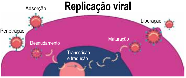 Esquema intitulado “Replicação viral” mostrando uma célula (em rosa, com núcleo azul) e partículas virais com espículas nas etapas indicadas: Adsorção (vírus ligado à superfície da célula), Penetração, Desnudamento, Transcrição e tradução (junto ao núcleo), Maturação e Liberação (vírus saindo da célula).