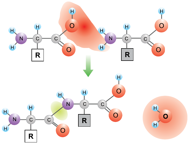 Esquema com moléculas representadas por esferas: dois monômeros, cada um com grupo NH₂ (N com dois H), carbono central ligado a H e a um radical R, e grupo carboxila (C ligado a O duplo e a OH). Uma mancha vermelha destaca o OH da carboxila do primeiro e um H do grupo amino do segundo. Uma seta para baixo leva ao produto: os dois monômeros unidos por uma ligação entre o C da carboxila do primeiro e o N do segundo (destacada em verde) e, ao lado, uma molécula de água (H₂O) liberada.
