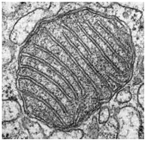 Micrografia eletrônica em preto e branco de uma organela ovalada, delimitada por dupla membrana, com numerosas dobras internas paralelas (cristas).