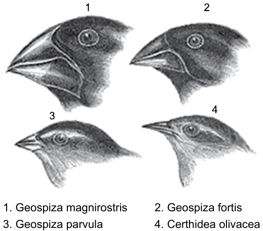 Ilustração das cabeças de quatro aves, numeradas de 1 a 4, com bicos de formas e tamanhos diferentes (1 e 2 com bicos grossos e robustos; 3 com bico curto; 4 com bico fino e pontiagudo). Legenda: 1. Geospiza magnirostris; 2. Geospiza fortis; 3. Geospiza parvula; 4. Certhidea olivacea.